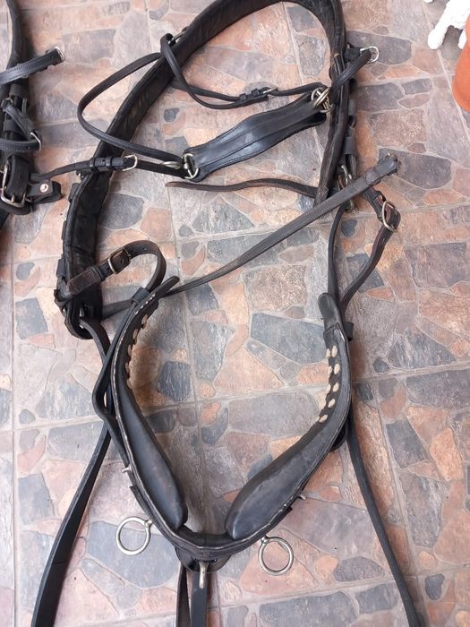 Două hamuri trăsură!