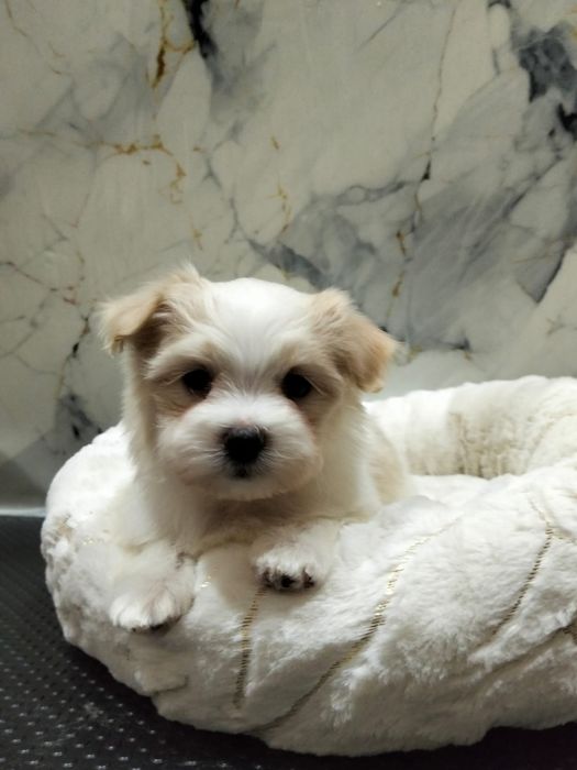 Продам мальтезе мальчик