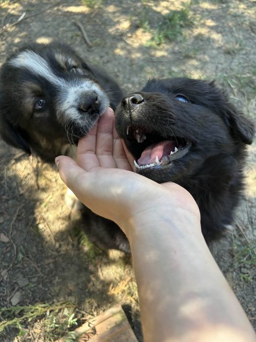Donez cățeluși frumoși și jucăuși spre adopție