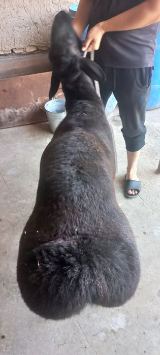 Кучкор сотилади суйиб берамиз 130 мингдан кг