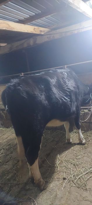 1 туган кунажын.