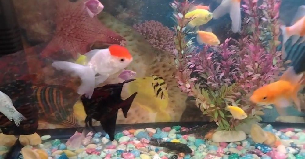 Аквариумные рыбки