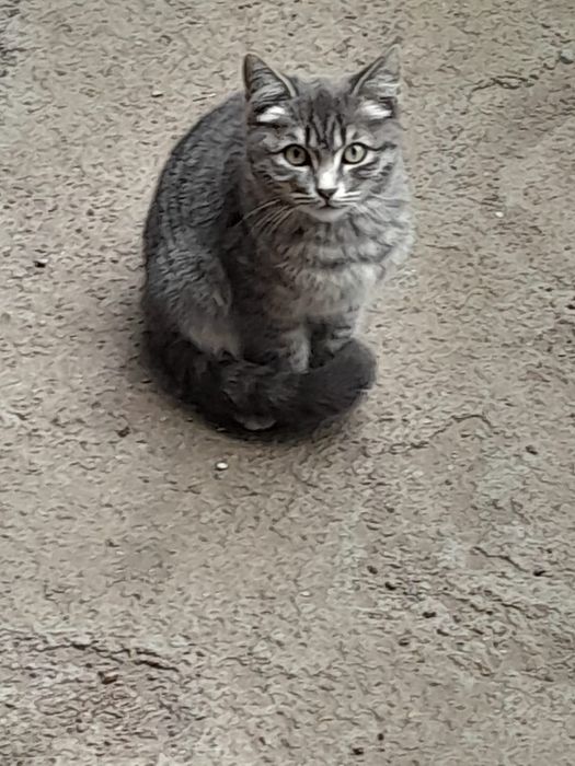 Котята мальчики отдам