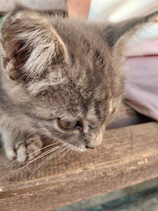Котенок в добрые руки