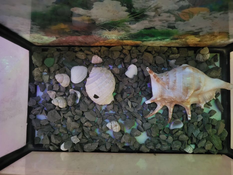 Аквариум для рыб с декорациями