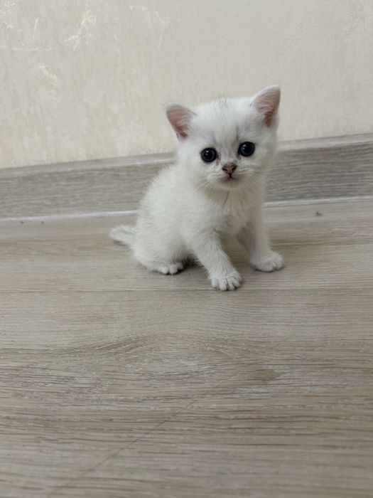 Котята Британские Шиншилы