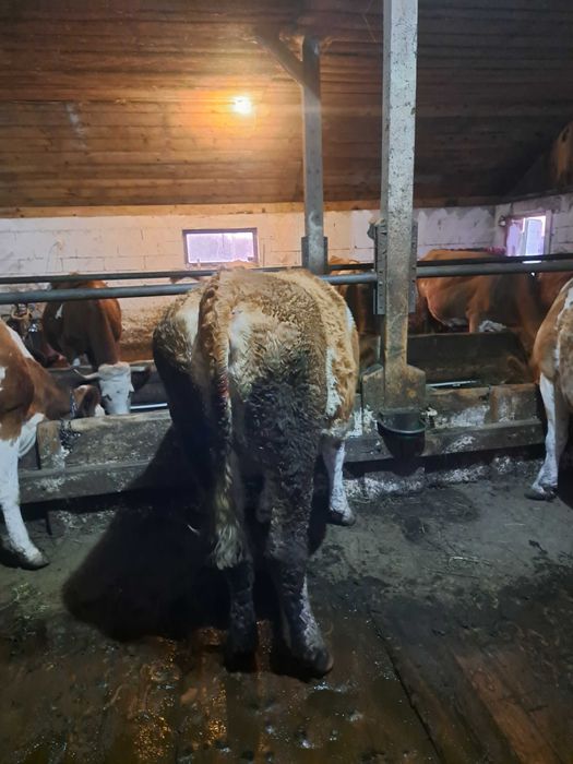 Vând  juninca  2 ani jumate