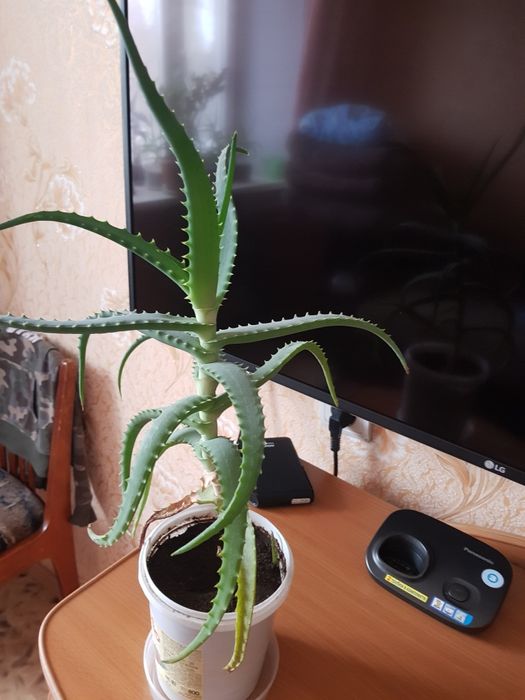 Продам алоэ, каланхоэ