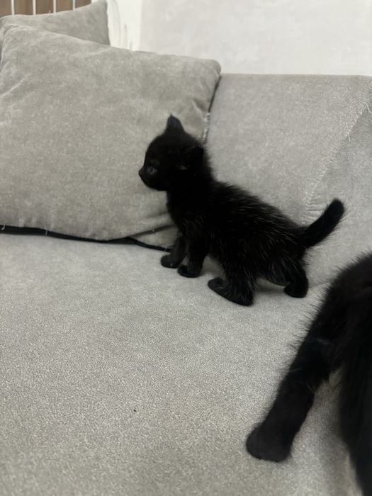 Котята и кошки в Алматы