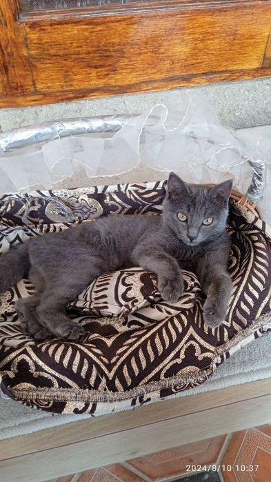 Кошка пародисты  телда колгани