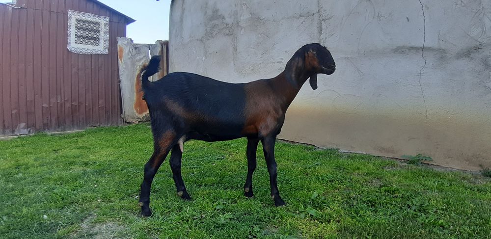 Capra Anglo Nubian