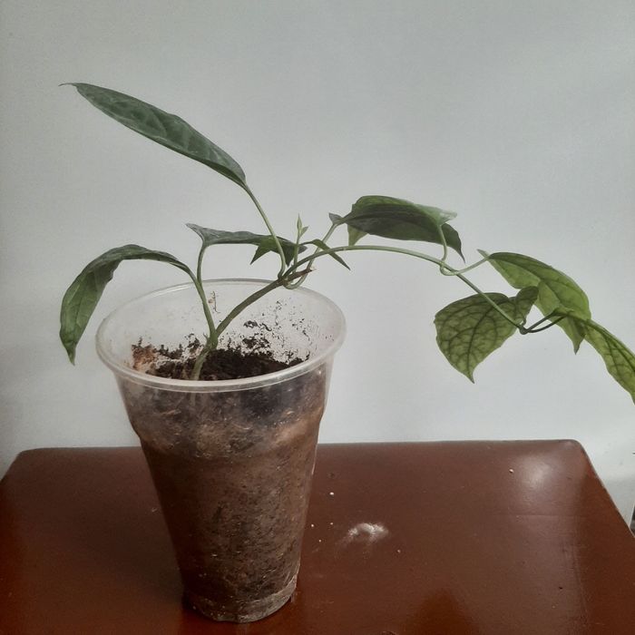 Колеус, клеродендрум