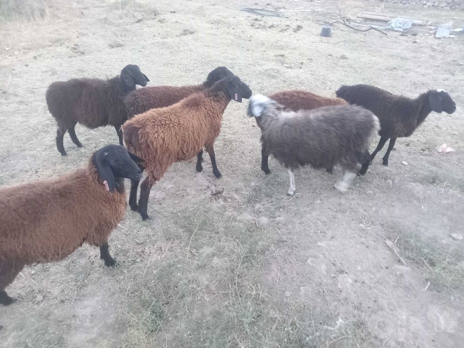 7 ta sog'lom qo'ylar sotiladi