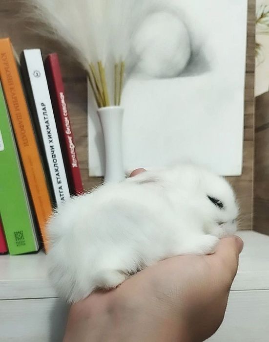 Карликовый кролик