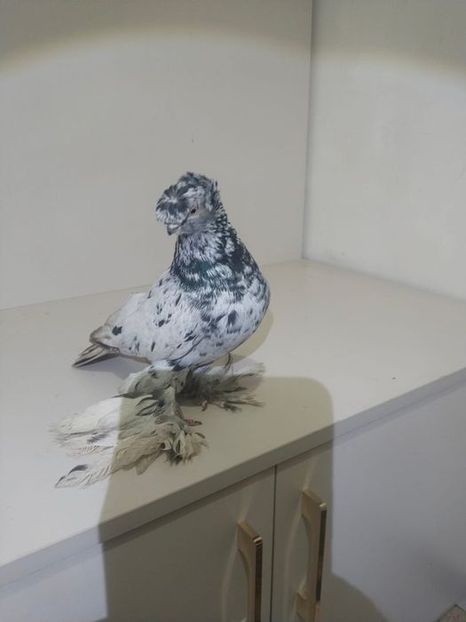 Голубы двухшубые