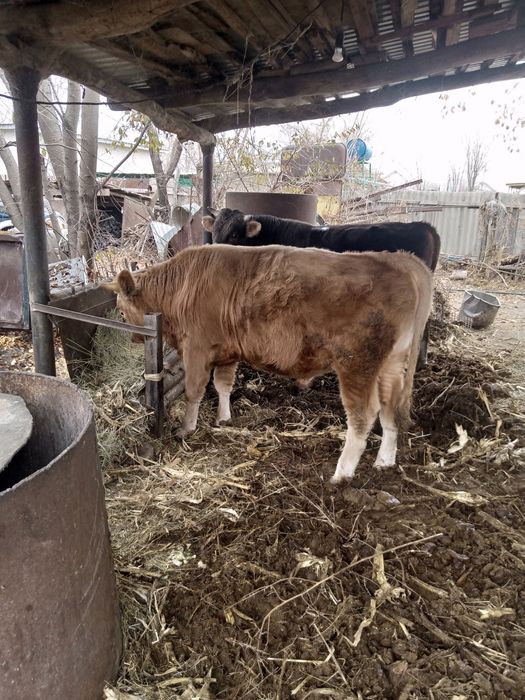 Бычки алатауской породы