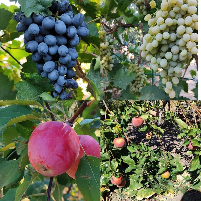 Продам дом в СО Химик