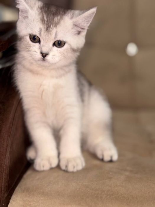 Серебристая шиншила , чистакровная парода