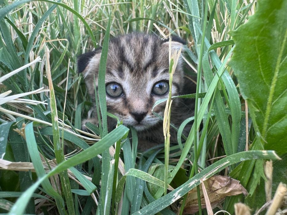 Продам котят полукровки