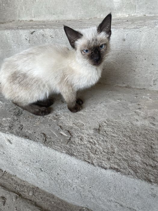 Отдам сиамскую кошку