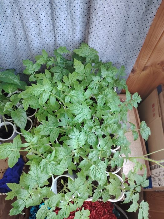 Продам рассаду помидоры, перец