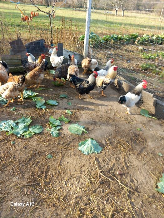 Vând cocoşi de casă