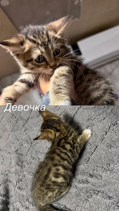 Отдам  троих котят
