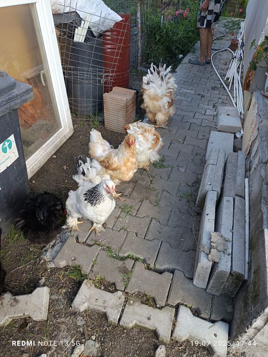 Pui de austrolorp și brahma