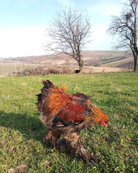 Cocosi Brahma tineret