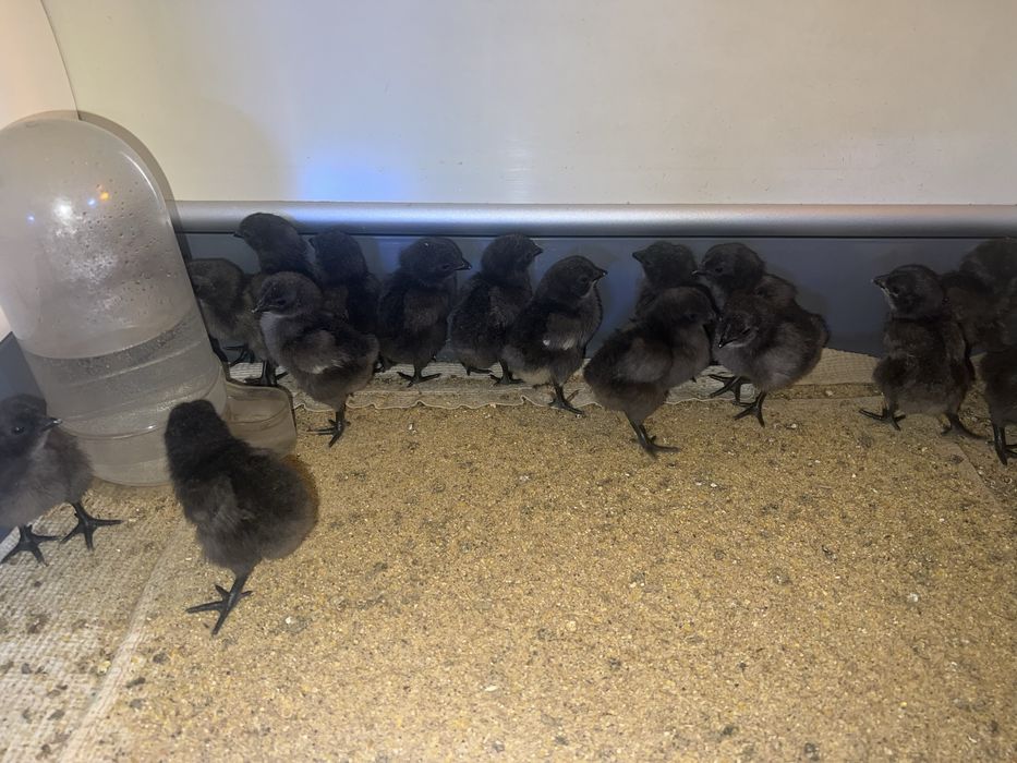 Продам цыплят кур УХЕИЛЮЙ