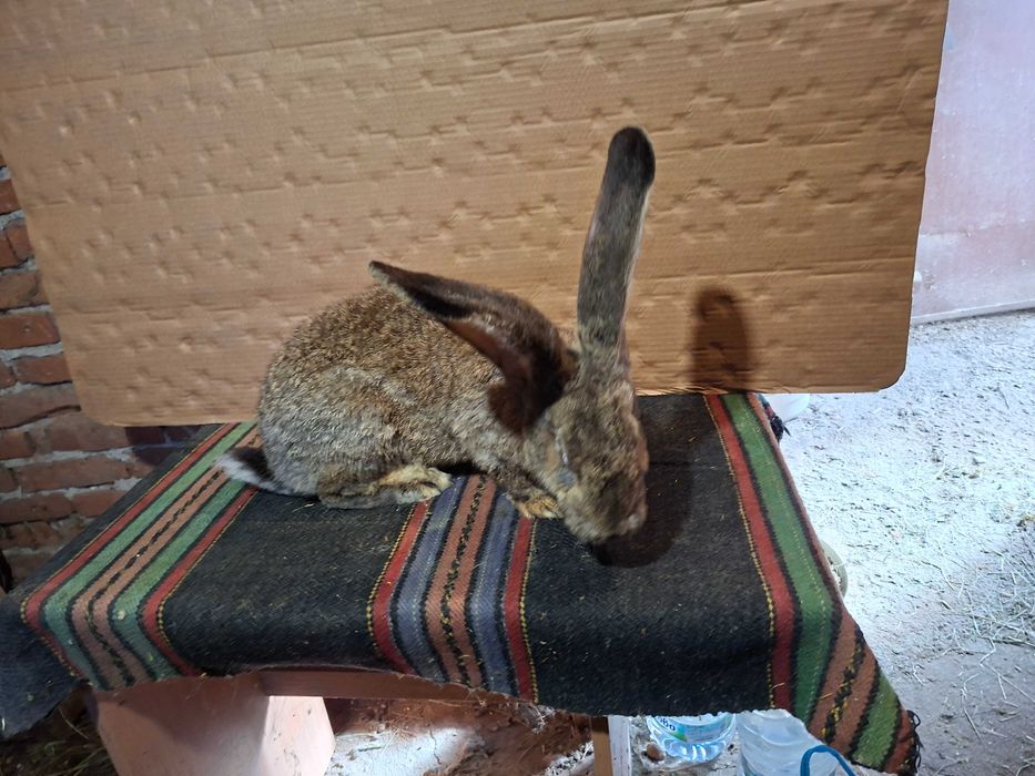 Зайци великани големи и малки