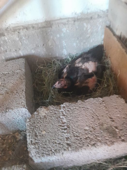Продаётса КУРИК таук бойцовый