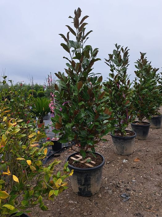 Vând tuia,palmieri, trandafiri, gazon,măslin