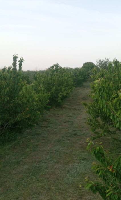 Бир гектар черешня боґи бир йилга ижарага берилади.  Чор Бакр, Тахмач