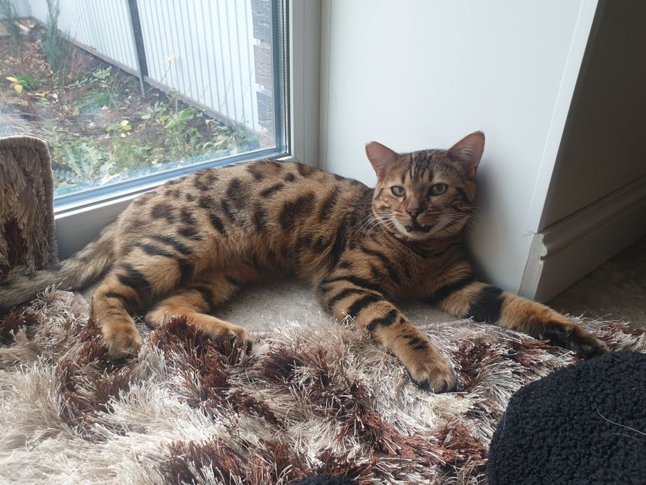 Продам Бенгальского кота 20000