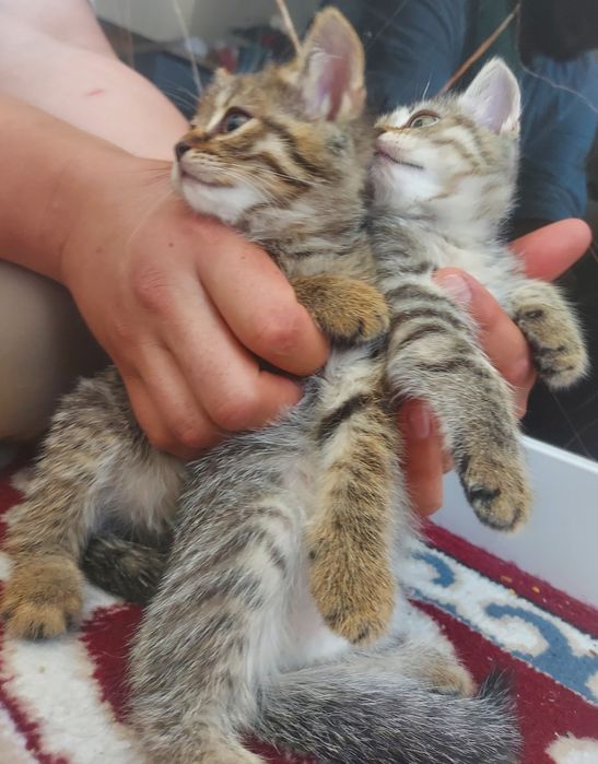 Шотландские котята девочки
