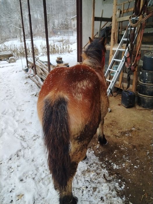 Mânz semigreu de 9 luni