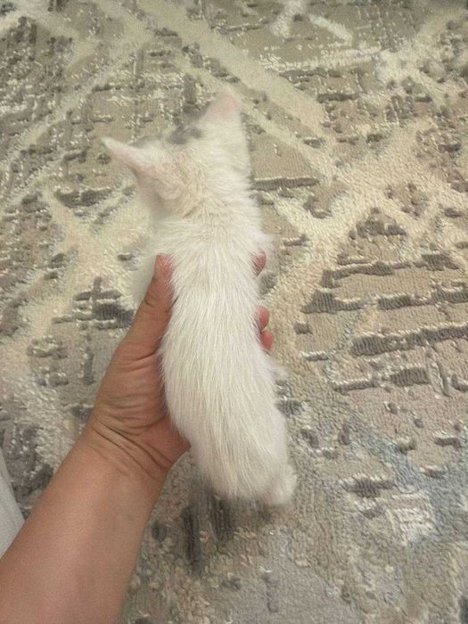 Mushukchalar bepul beriladi! 1 oylik