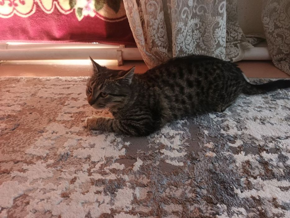 Mushuk cat кот pishak