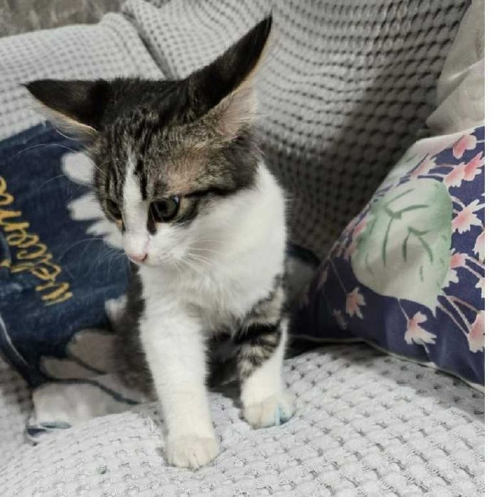 Ласковый котик ищет добрых хозяев