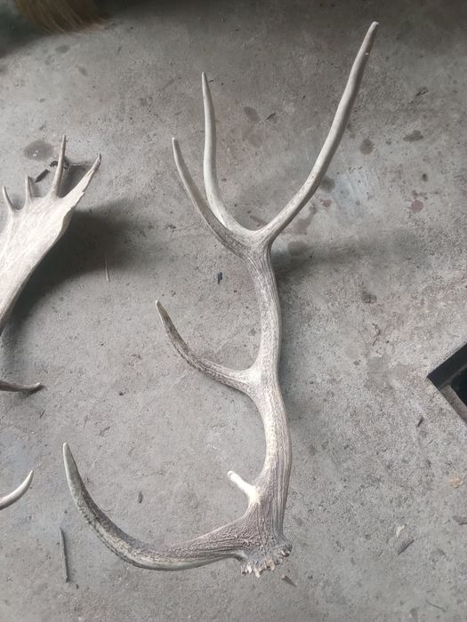 Еленови рога еленски рога