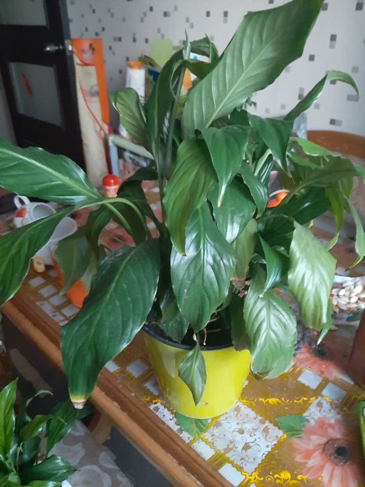 Цветок женское счастье