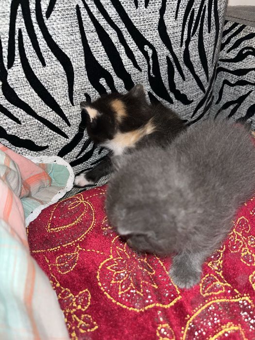 Котята маленькие