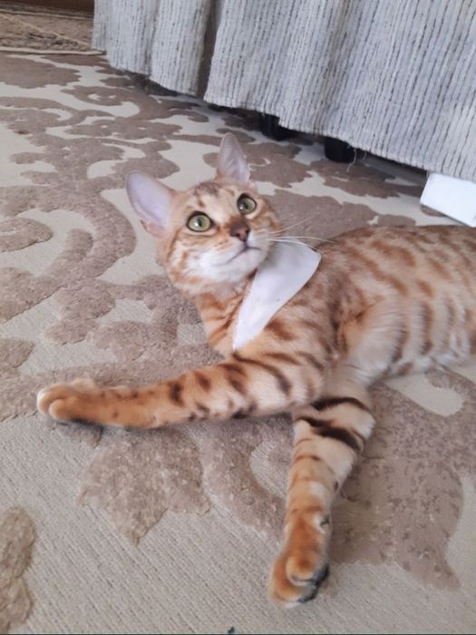 Бенгальская кошка молодая