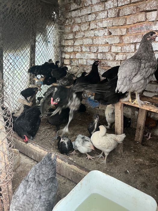 Домашни шарени пилета