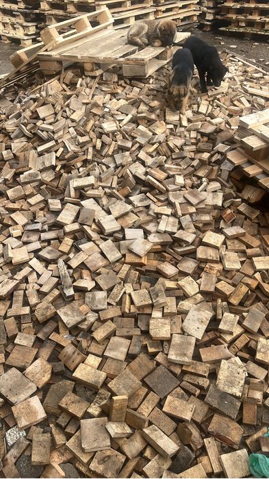 Дерево бесплатно