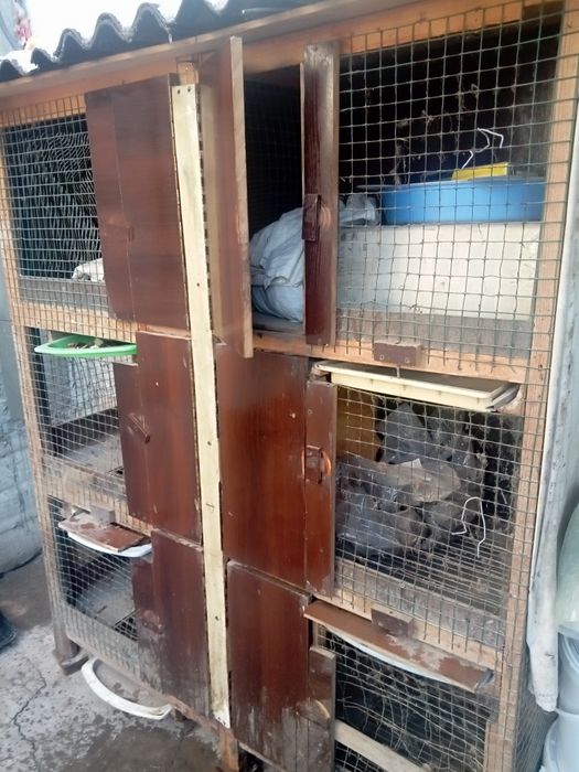 Куен катак  хуроз катак quyon katak xo'roz katak