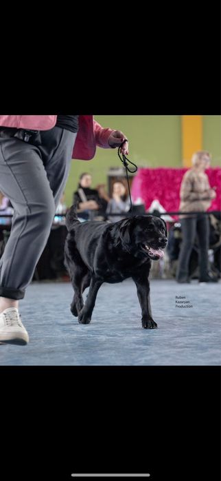 Предлагается для вязки импортный лабрадор