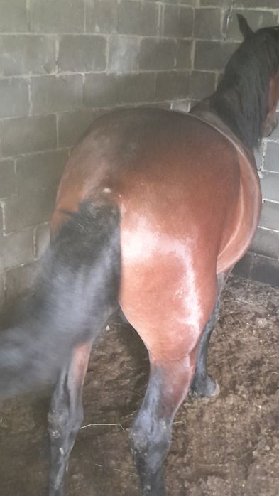 Продам Құнан (Жеребчик)