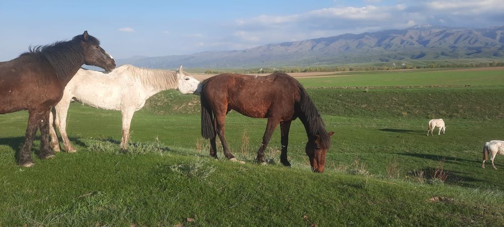 Ассалаумагалейкум пішпе аттар сатылады